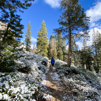 A person walking on a dirt trail surrounded by pine trees and bushes with a dusting of snow. 