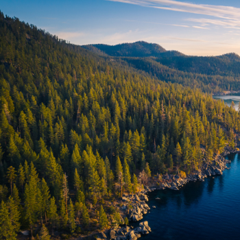 Birds eye view of Tahoe National Forest with trees and shoreline. 