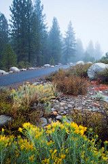 Wildflowers and Trees Alongside a Paved Trail